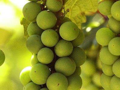 Chateau Morrissette grapes