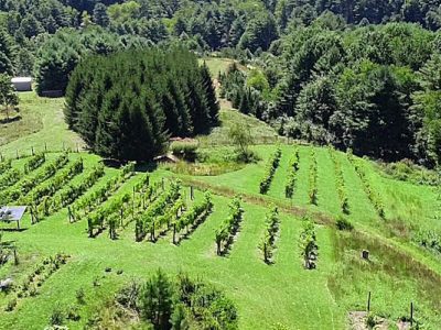 Dobbins Hollow Winery