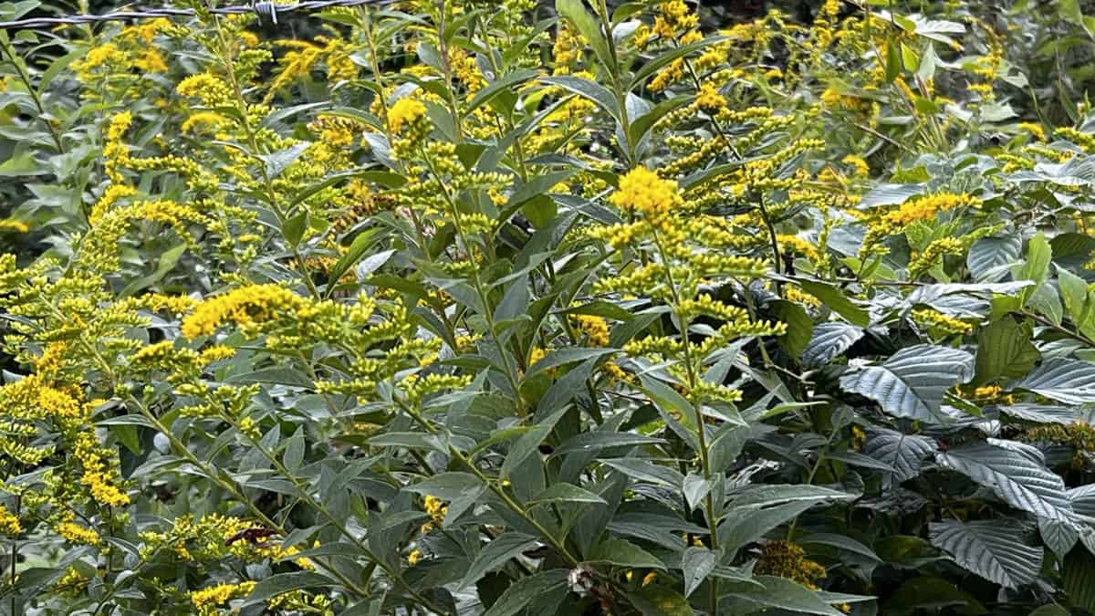 Goldenrod